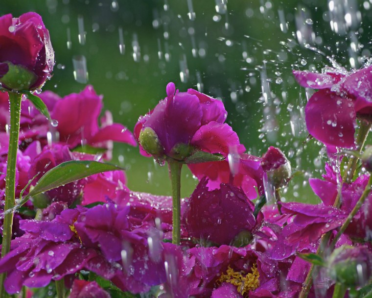 Роза капелька