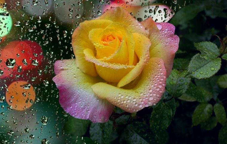 Гифы с цветами красивые