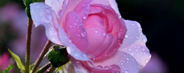 Белая роза в каплях росы