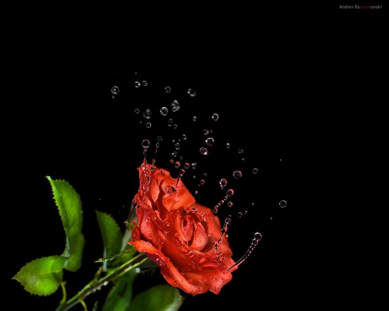 Цветы в росе