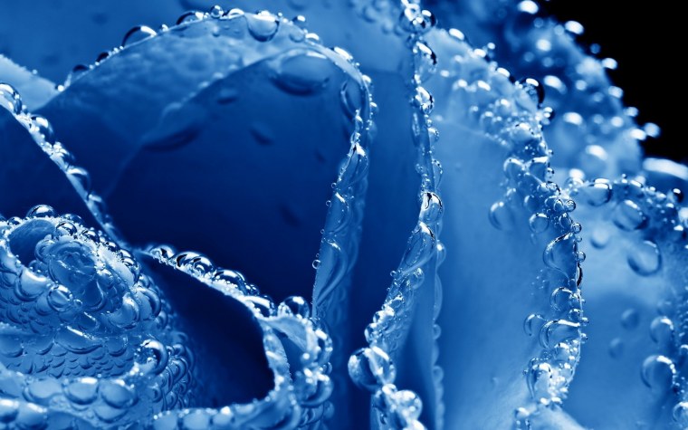 Красивые цветы в росе