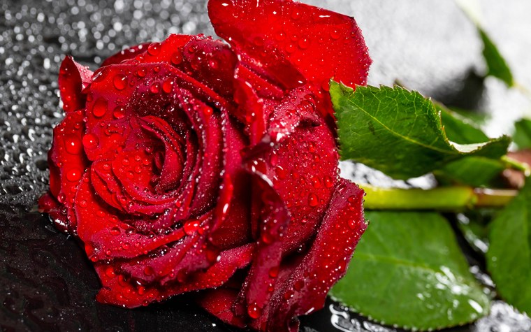 Красивые цветы живые обои