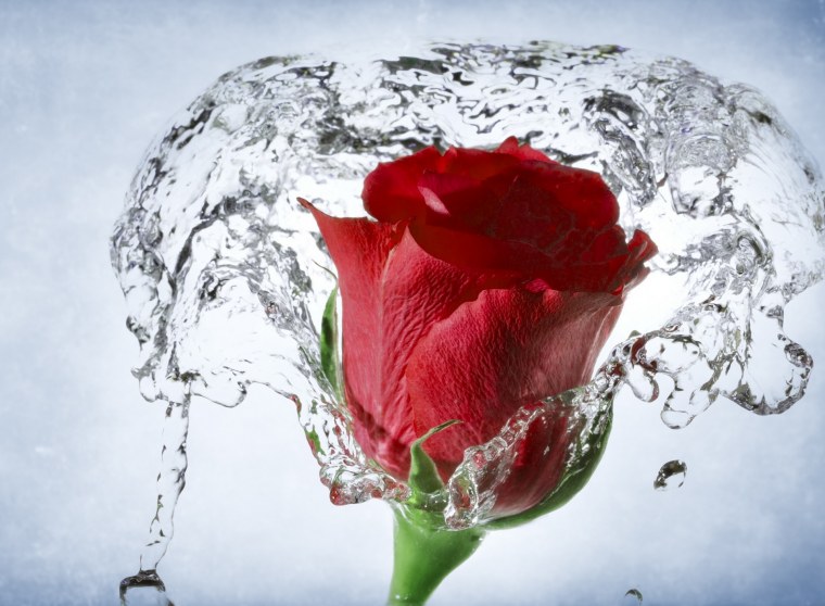 Мокрые цветы