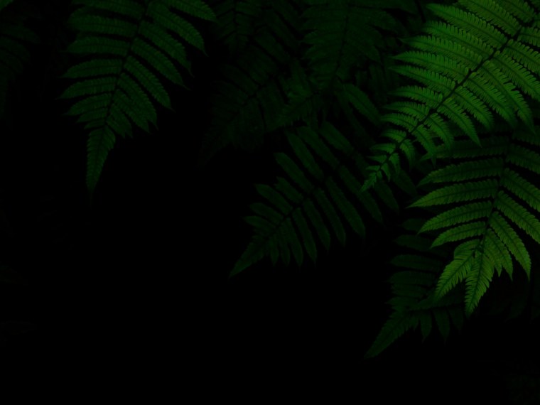 Черный и темно зеленый фон