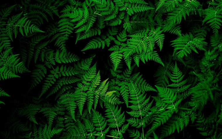 Папоротник рок Ферн зеленый