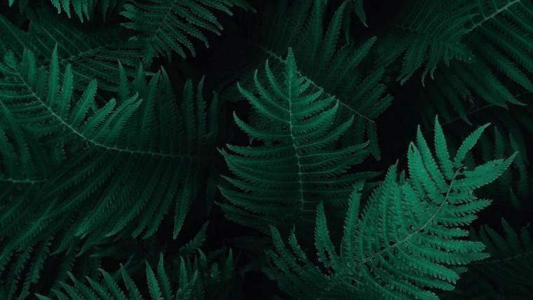 Листья тропические папоротника