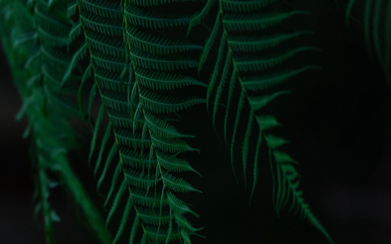 Пальмовый лист темно зеленый