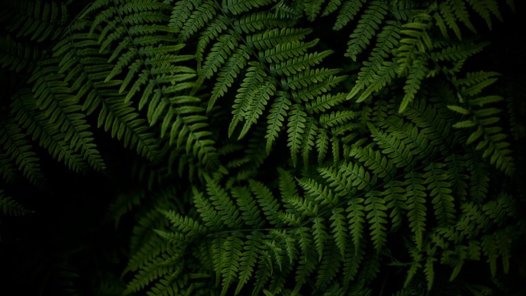 Папоротники лианы