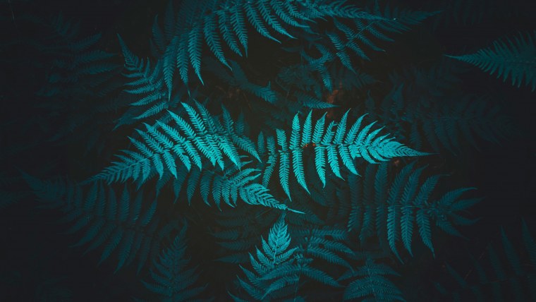 Монохромные листья тропические