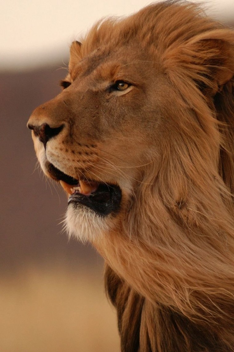 Красивый Лев