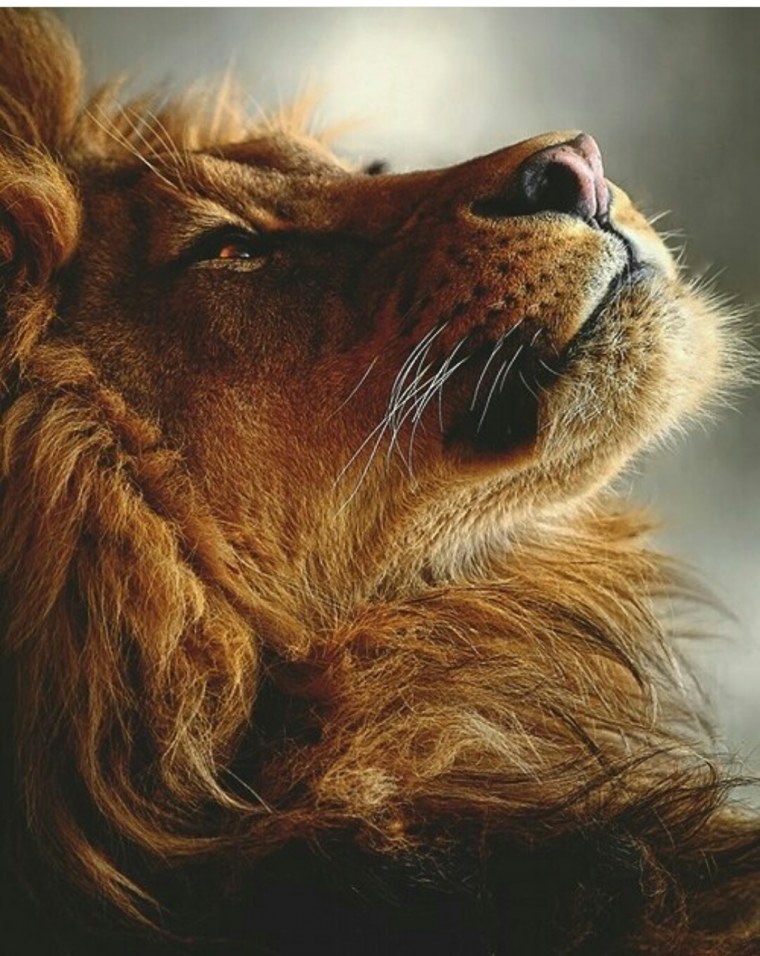 Лев на заставку