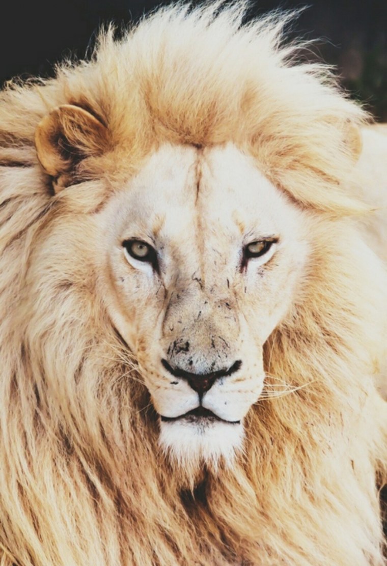 Лев фото