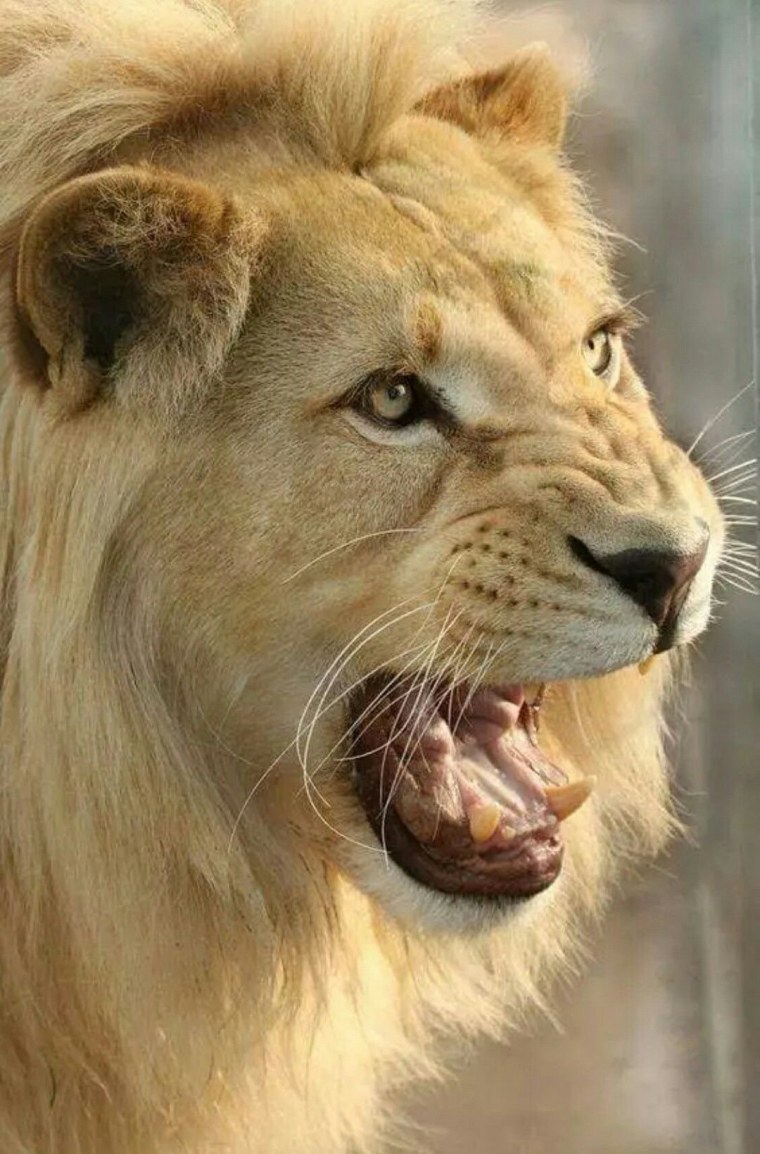 Лев улыбается