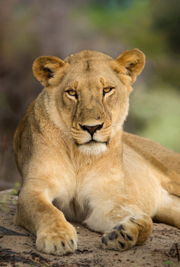 Злой черный Лев