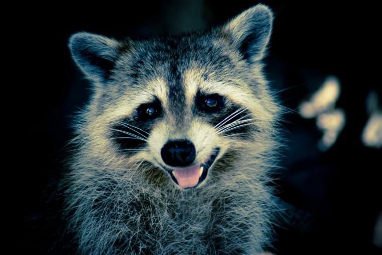 Енотик на аву