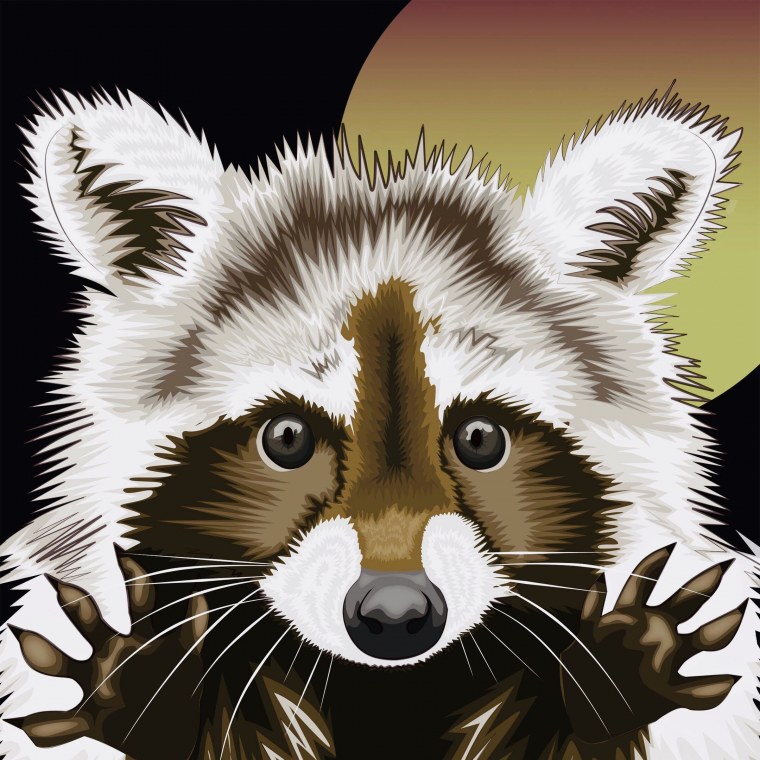 Енот рисунок