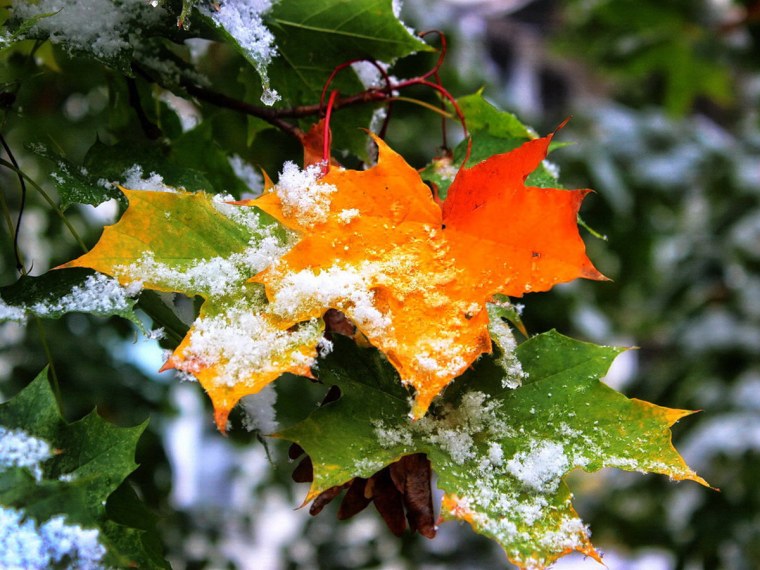 Первые снежинки