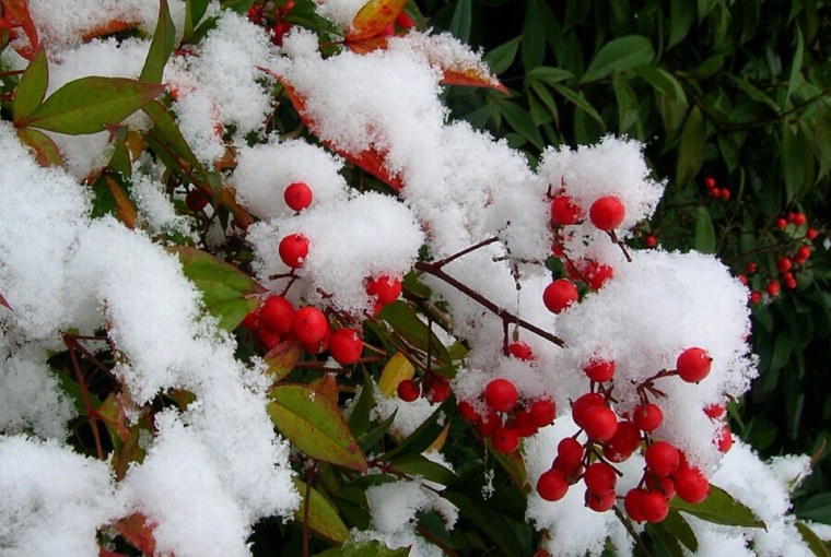 Первый зимний снежок