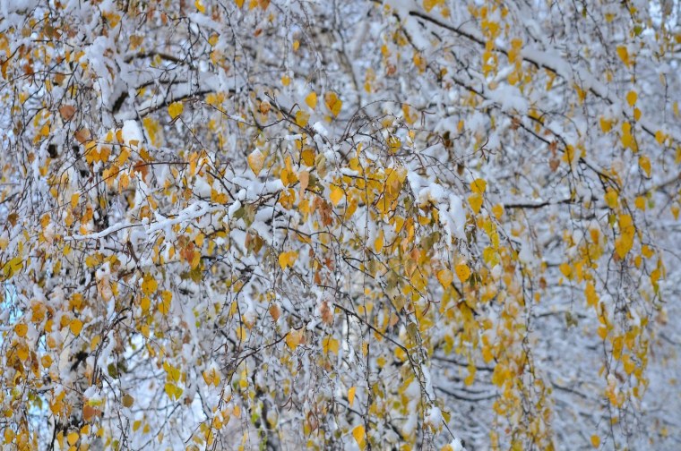 Берёзы первый снег