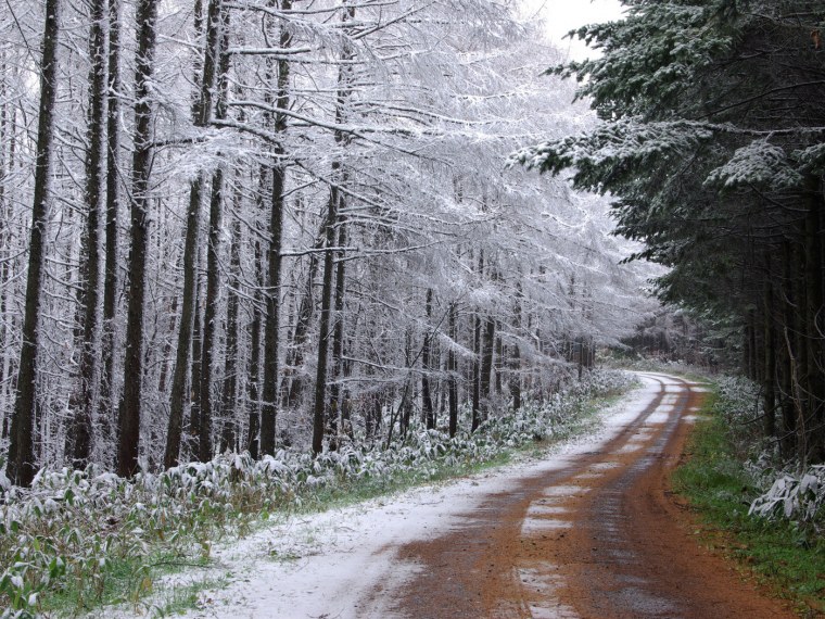 Лес поздней зимой