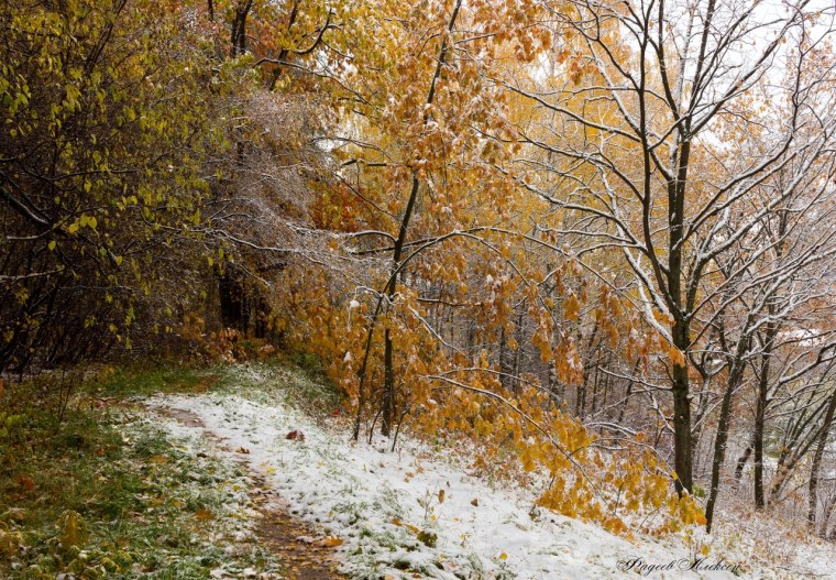 Листья в снегу