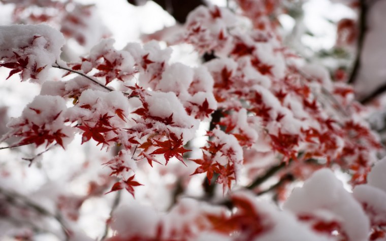 Осенние листья в снегу