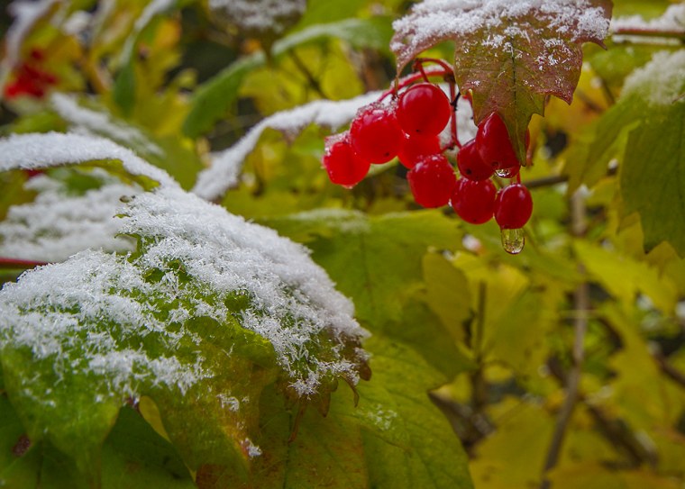 Ранняя зима