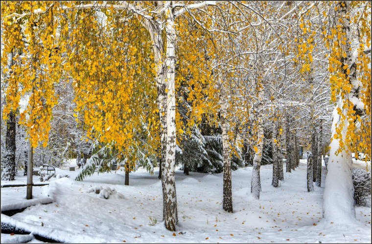 Березы осенью в снегу