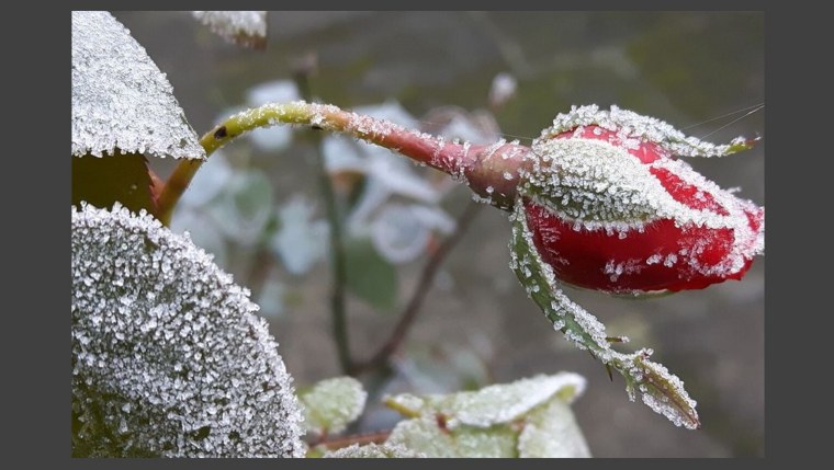 Зима первый снег