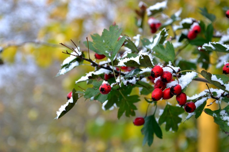 Октября Сенг