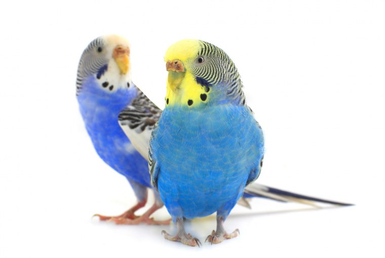 Parrotlet попугай