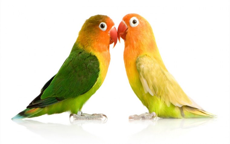 Попугай ара вид сбоку