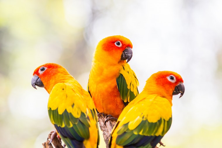 Амазон и волнистый попугай