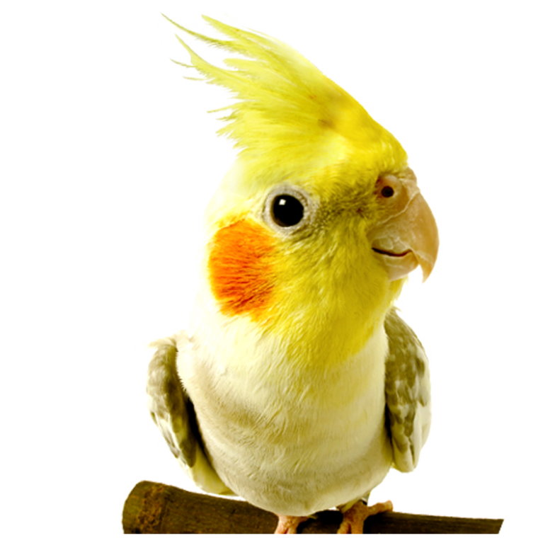 Попугай на прозрачном фоне