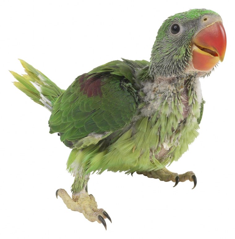 Солнечный аратинга