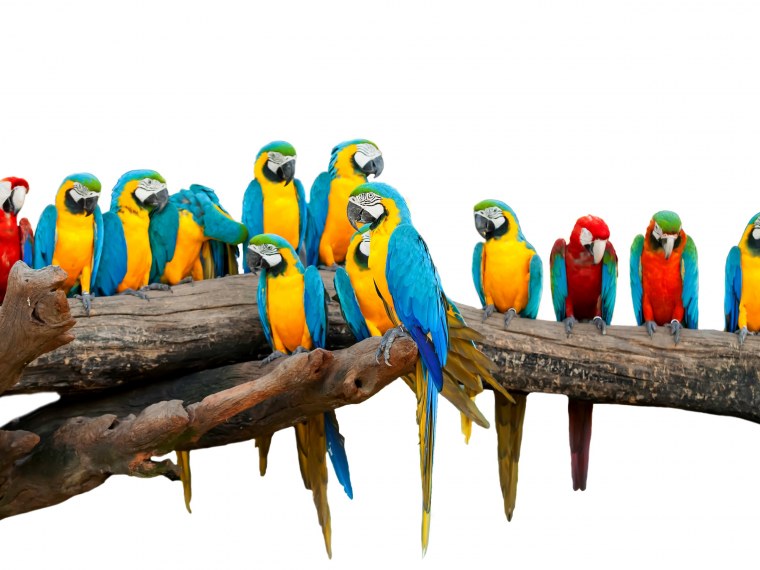 Попугай ара