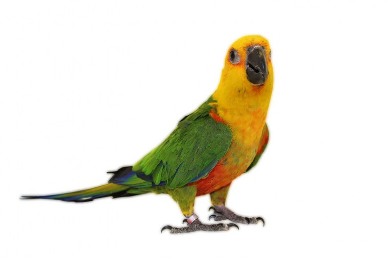 Попугай вид сбоку
