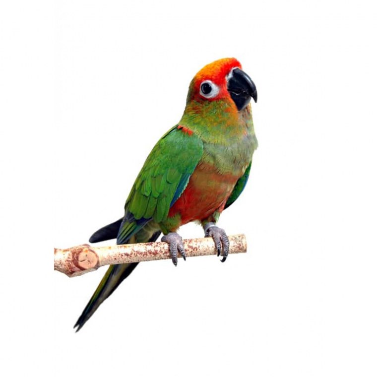 Волнистый попугай