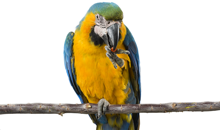 Попугай ара на белом фоне