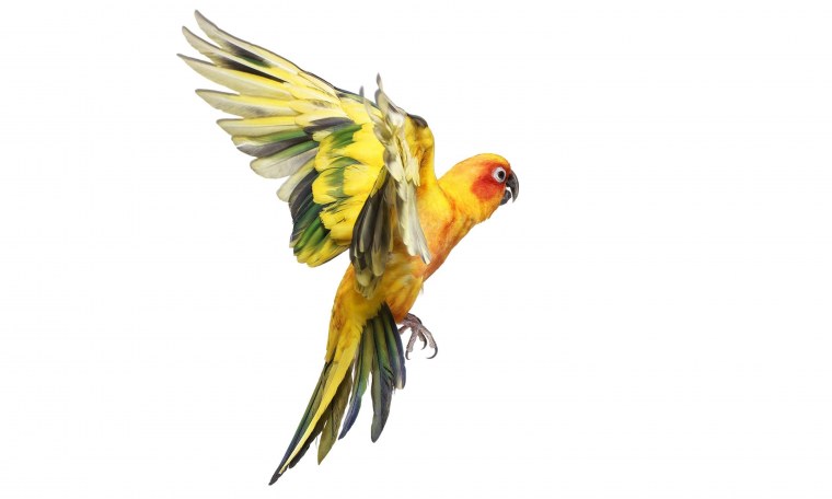 Попугай корелла