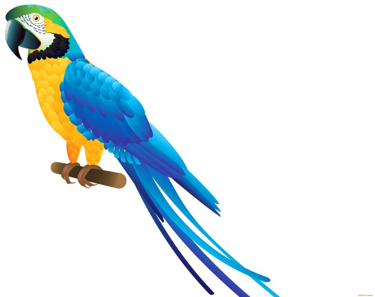 Ара на белом фоне