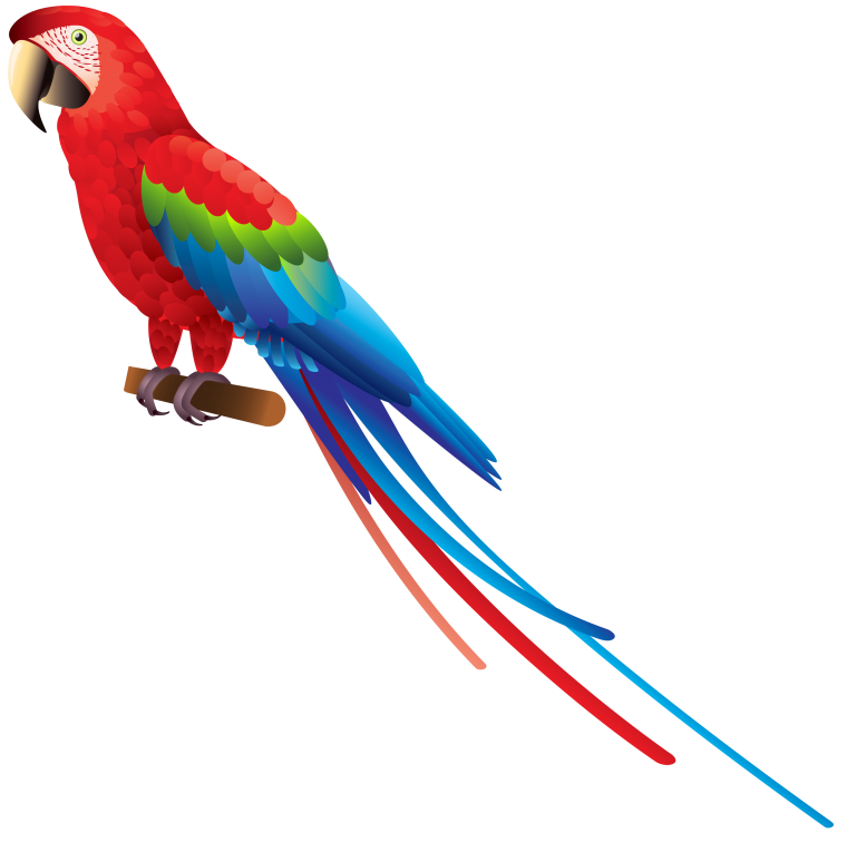 Попугай корелла