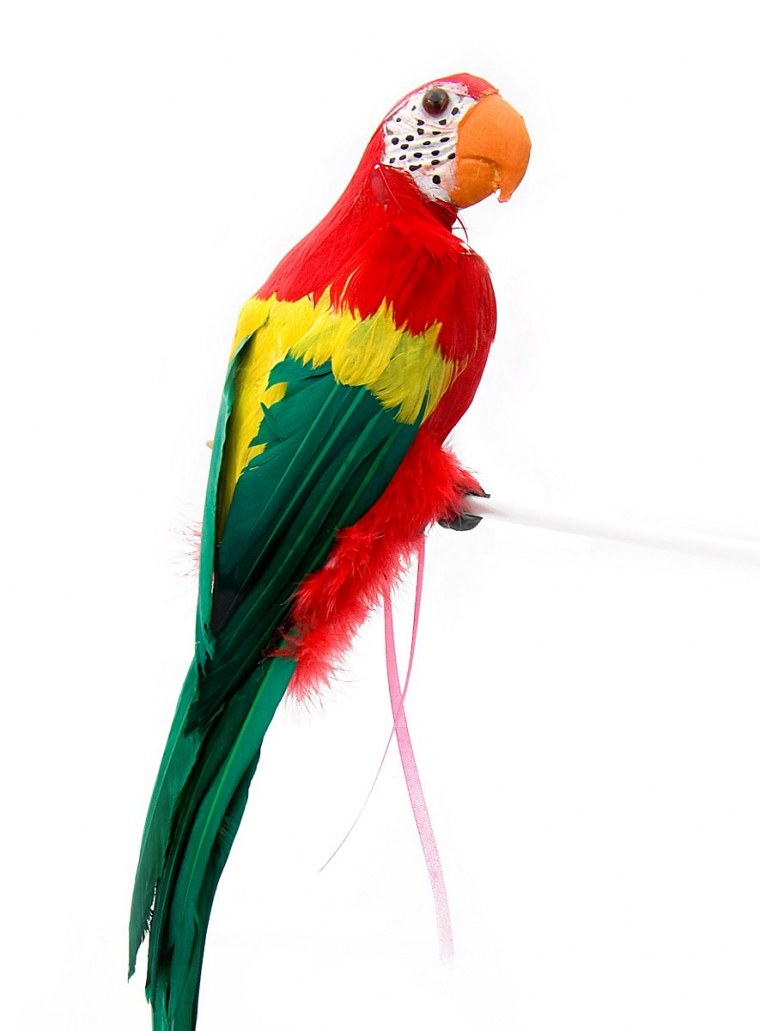 Наклейка попугай