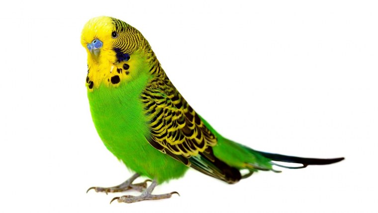 Танцующие попугаи