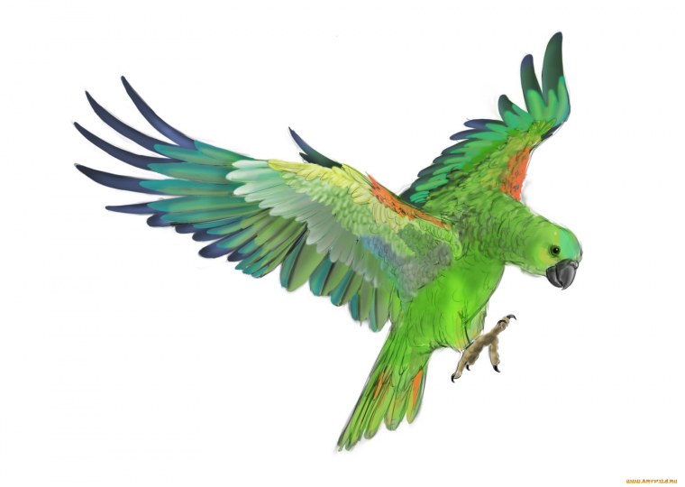 Неразлучники попугаи