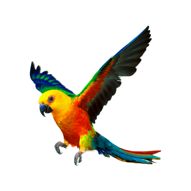 Ara Ara попугай