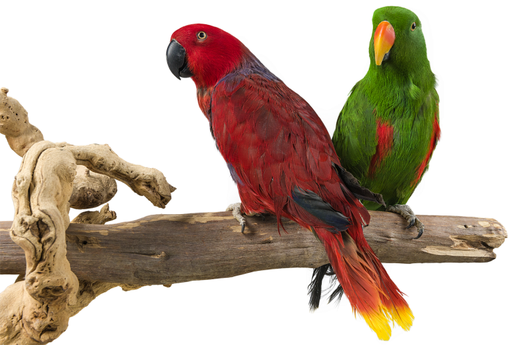 Солнечный аратинга