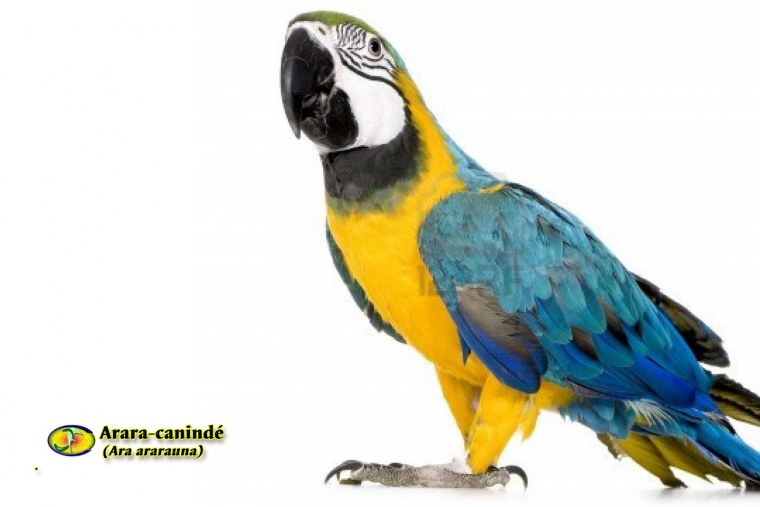 Попугаи е на белом фоне