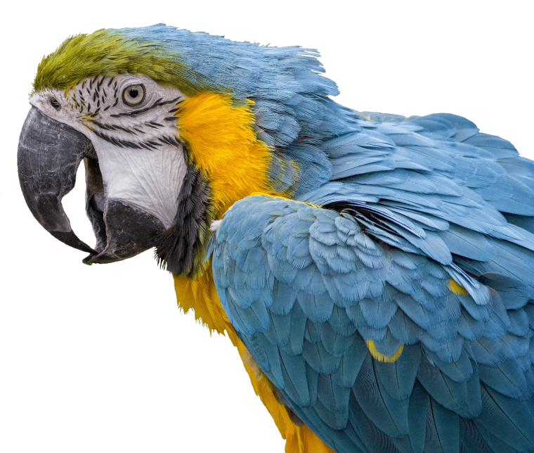 Экзотические птицы на белом фоне