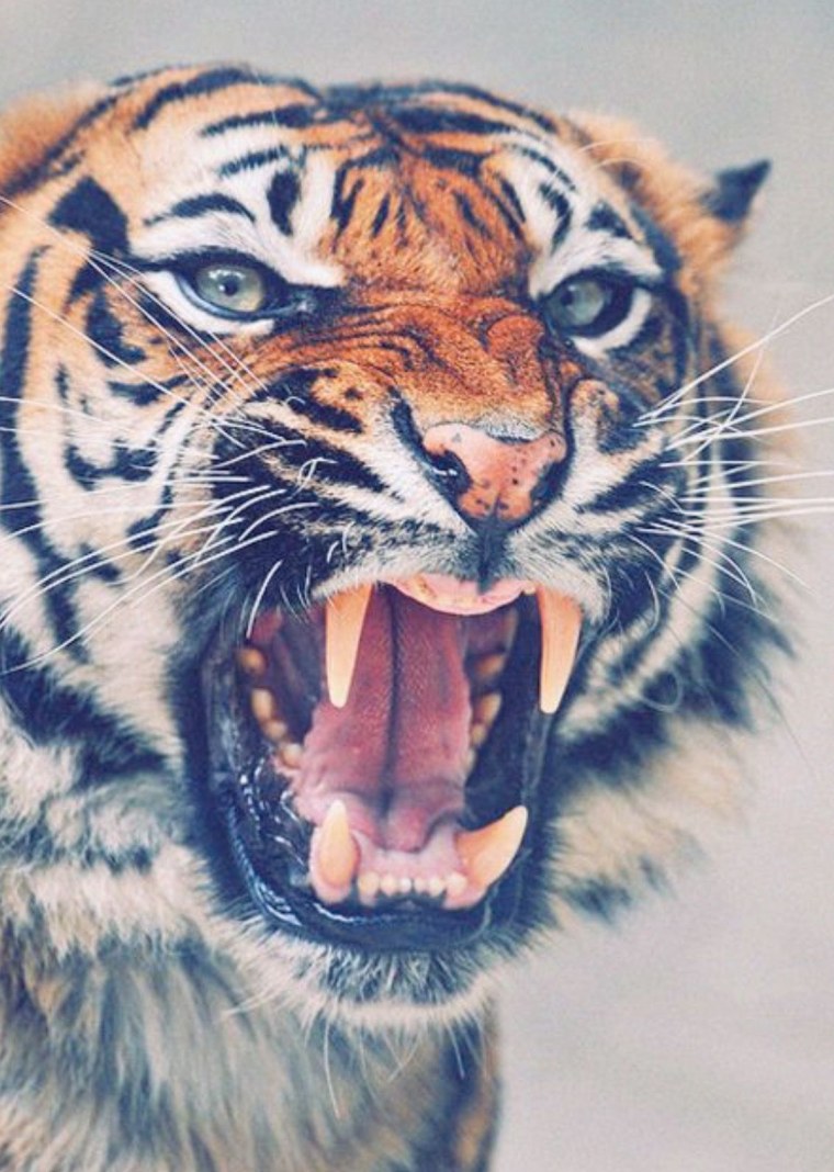 Черный тигр фото